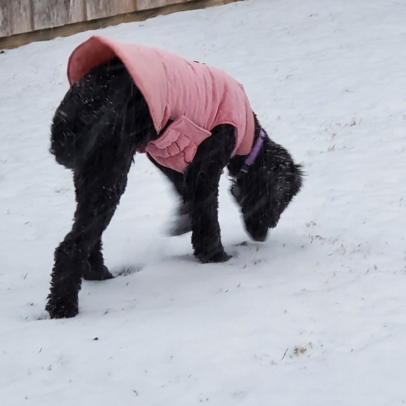 Reversible Waterproof Dog Jacket XL - Picture 2 of 11